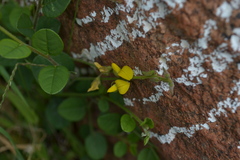 Crotalaria globosa